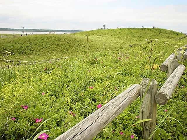 北海道の短い夏を彩る野生の花畑「小清水原生花園」