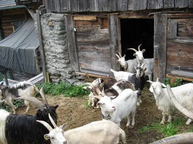 ヤギをペットとして飼いたい！飼い方や性格、値段、寿命などまとめてご紹介！