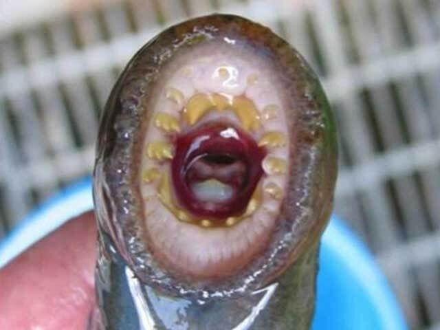 北海道の江別名産？！ヤツメウナギ