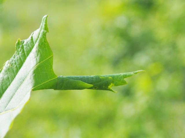 母親がゆりかごを作る優しい昆虫「オトシブミ」とはどんな生き物？