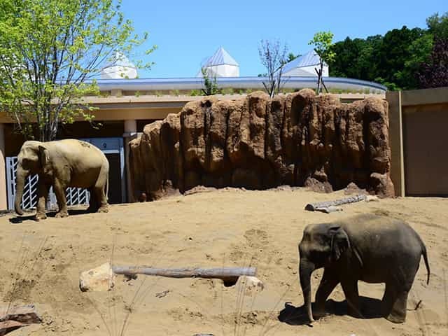 小さな子連れでも負担なく楽しめる、札幌市の円山動物園