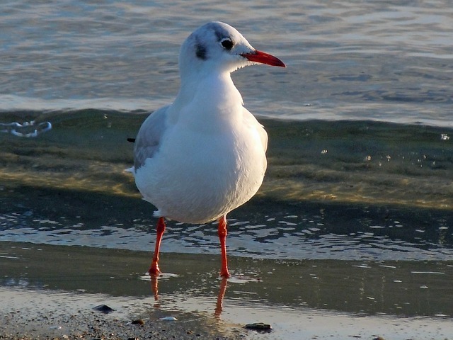 交通機関の名前にもなった東京都の鳥「ゆりかもめ」とはどんな鳥？夏と冬ではまるで別の鳥