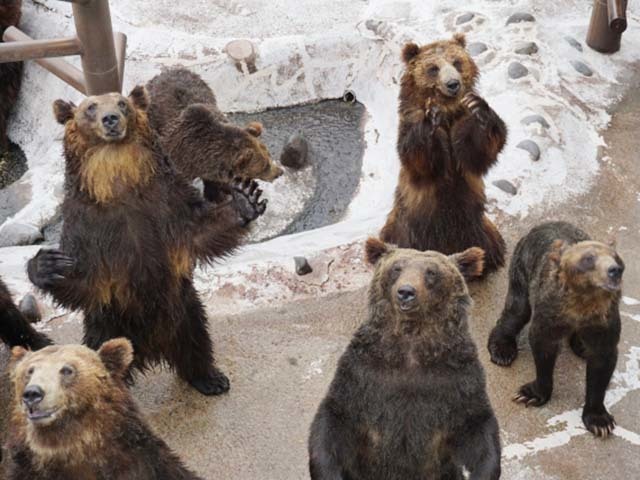 北海道ならではのテーマパーク！のぼりべつクマ牧場