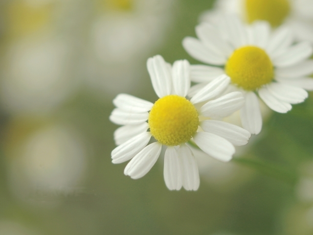 カモミールの花言葉は?世界最古のハーブには力強い花言葉があった!