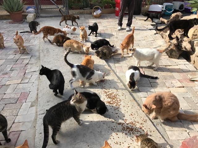 マルタ島で猫に出会うコツ、おしえます！