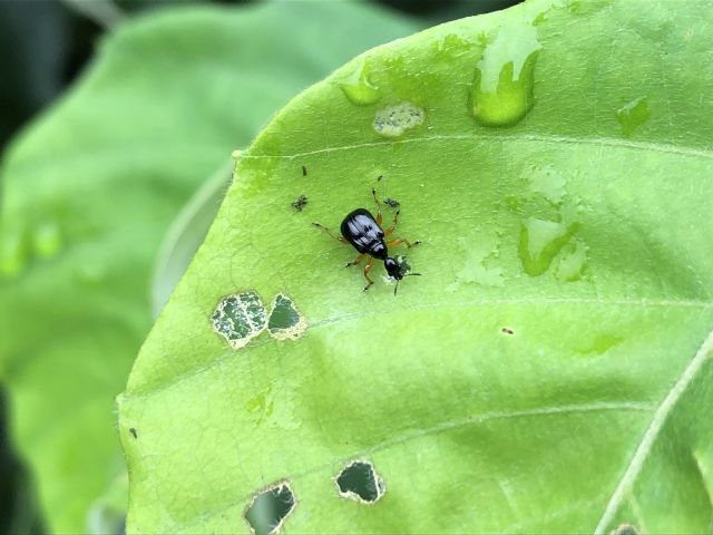 母親がゆりかごを作る優しい昆虫「オトシブミ」とはどんな生き物？