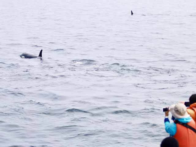 北海道とクジラの関係