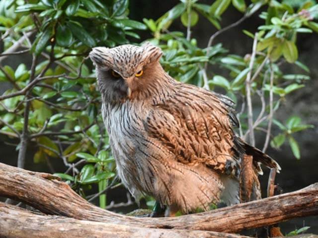 北海道の守り神！一度は会いたい、世界最大級のシマフクロウ！