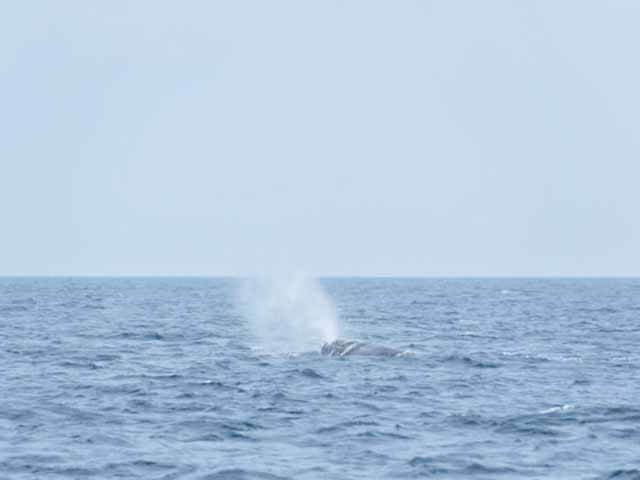 北海道とクジラの関係