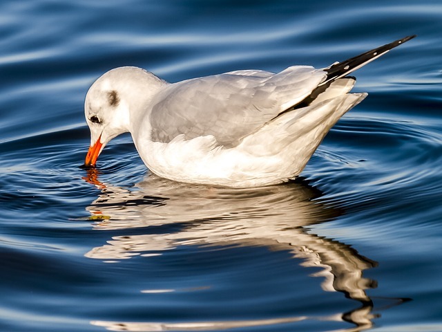 交通機関の名前にもなった東京都の鳥「ゆりかもめ」とはどんな鳥？夏と冬ではまるで別の鳥