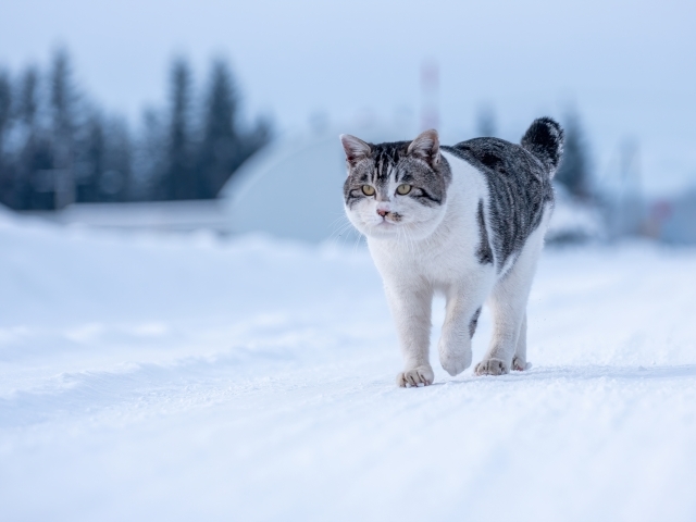 TNR活動とは？猫の保護活動について考えよう！最新の保護猫数も解説