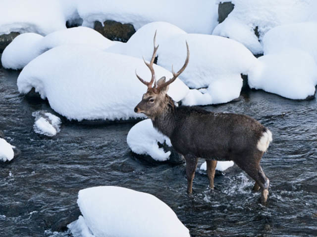 エゾシカの歴史とこれからのコト ～増え続けるエゾシカ、実は絶滅危惧種だった！？～