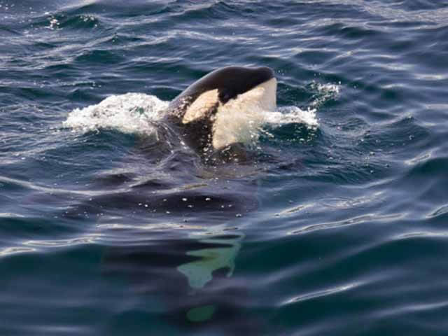 北海道とクジラの関係