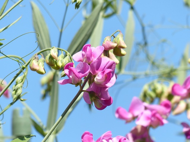 スイートピーの花言葉は?パステルカラーがカワイイ春の花