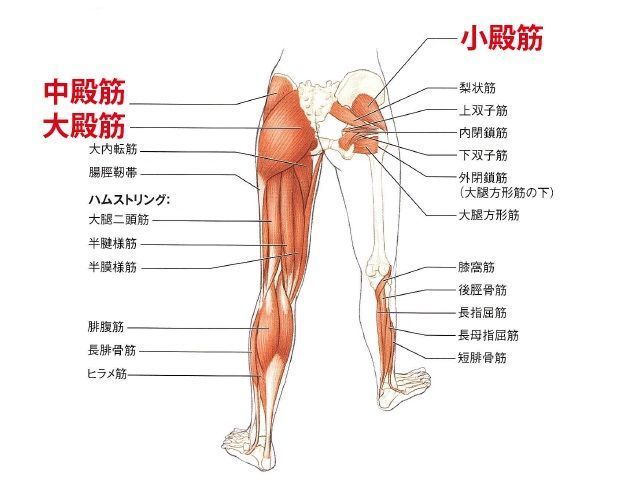 12種のデッドリフトメニューを徹底解説！フォーム・回数・重量の最適解を動画でご紹介。