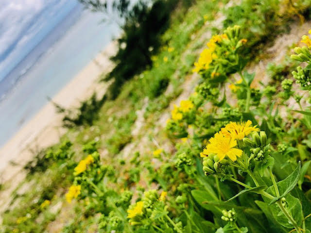 浜歩きのすすめ　徳之島の喜念浜ビーチで漂着物を見つけよう♪