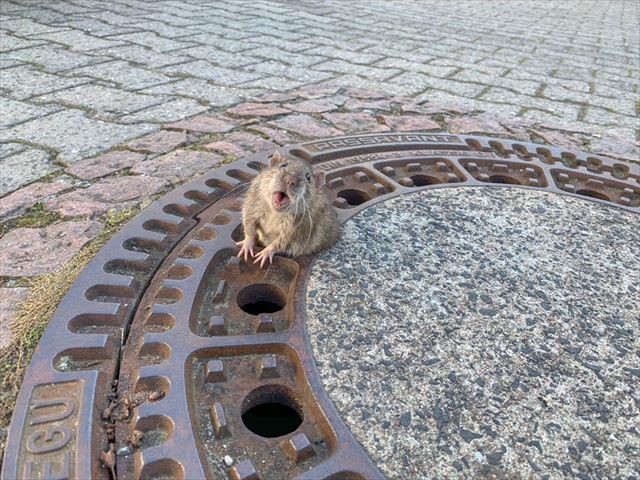 お〜い！誰か助けて〜！太りすぎてマンホールにはまってしまったネズミの救出劇が話題に