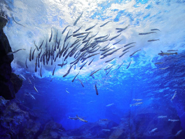 北の大地の水族館 -山の水族館-