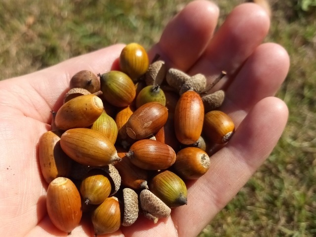 【読めたらスゴイ!】「団栗」って和菓子のこと!?子供の頃に遊んだことのある、あの植物だった!この漢字、あなたは読めますか?