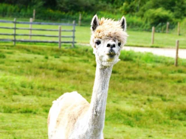 北海道の草原でアルパカと遊ぶ