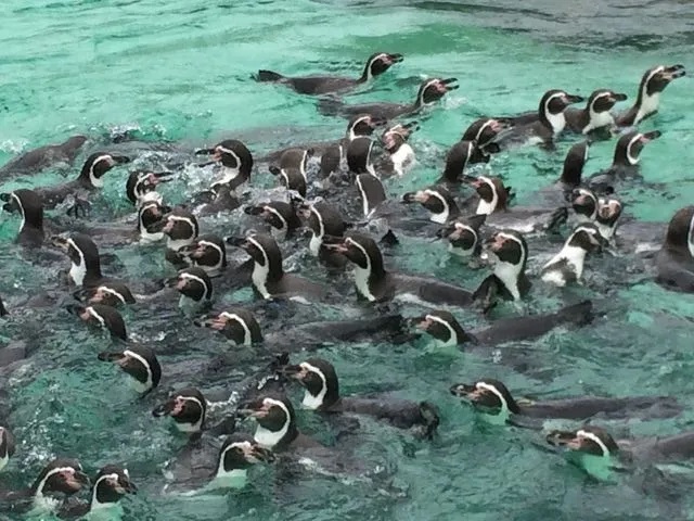 手ぶらピクニックを楽しめる、葛西臨海公園の攻略ガイド！エリア別の魅力も紹介！