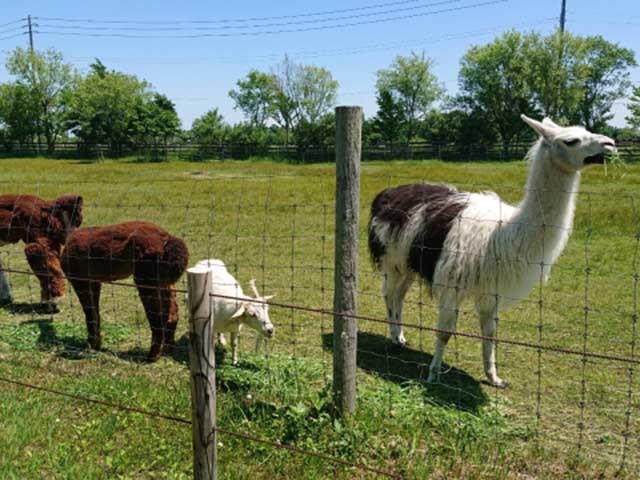 北海道の草原でアルパカと遊ぶ