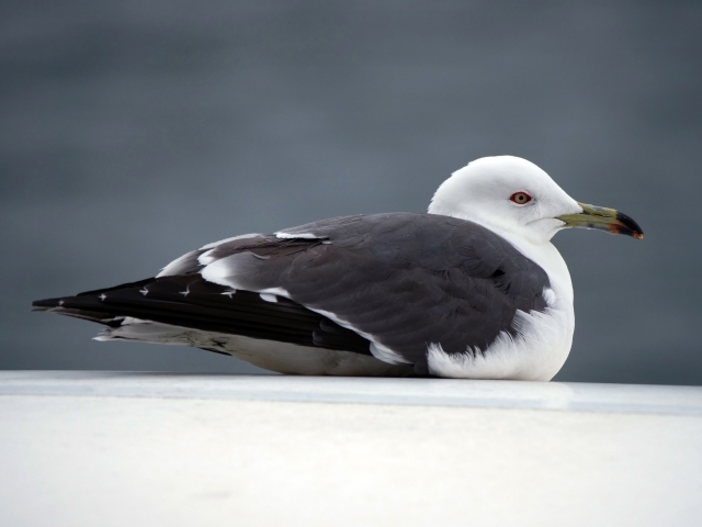 海で見かける「ウミネコ」と「カモメ」はそっくりだけど同じ鳥？その違いを解説！