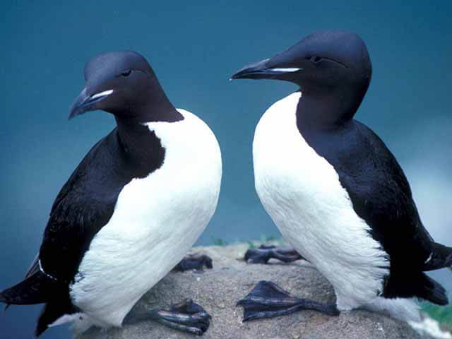 オロロン鳥って？北海道にしかいない貴重な海鳥をご紹介