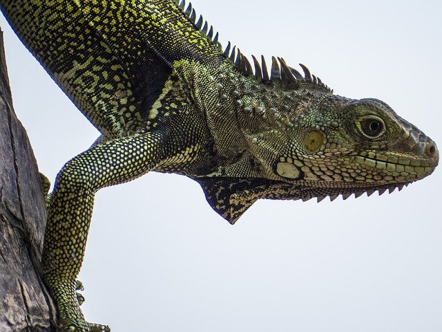 【ペット】イグアナの飼い方ガイド！餌やおすすめの種類、値段、性格など総まとめ！