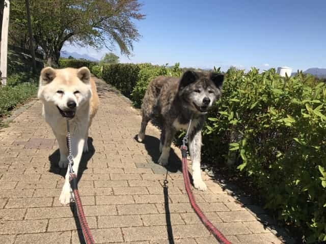 犬にはなぜ「肉球」があるの？意外と重要な役目のある肉球の秘密とは！！