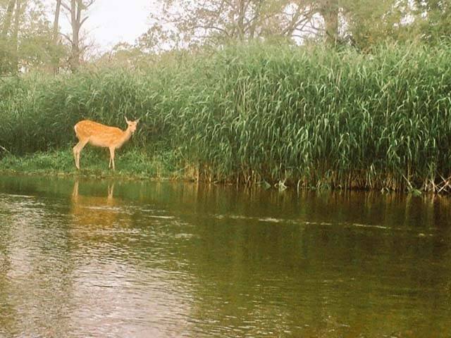 カヌーに乗って釧路湿原を散策