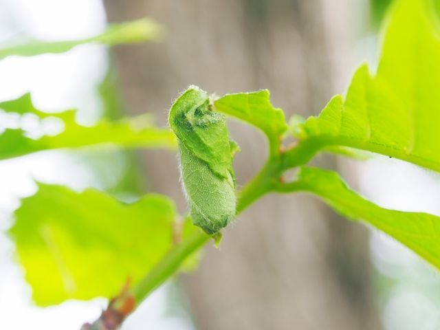母親がゆりかごを作る優しい昆虫「オトシブミ」とはどんな生き物？