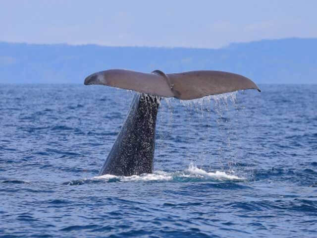 イルカウォッチングといえば北海道！野生イルカとのステキな出会い