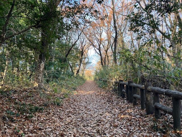 【首都圏からおでかけおすすめ！】ちょっとした山登り気分も味わえる狭山丘陵の都立公園散歩