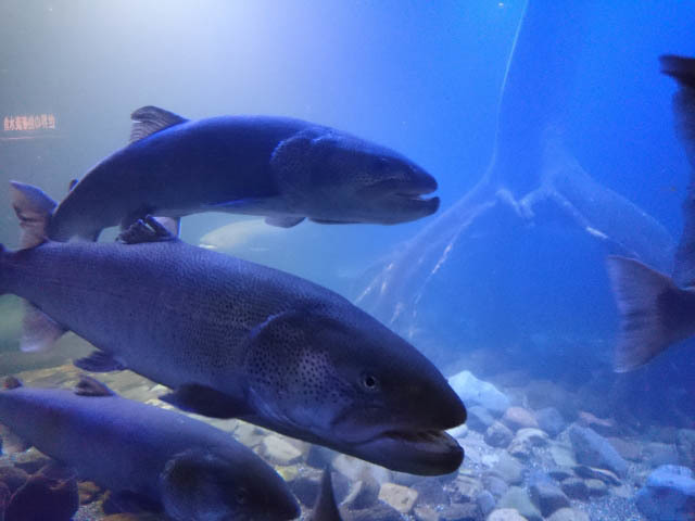 北の大地の水族館 -山の水族館-