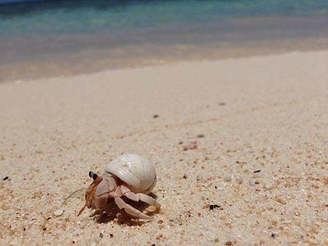 タラバガニは、カニではなくヤドカリの仲間！？カニとの明確な相違点は？