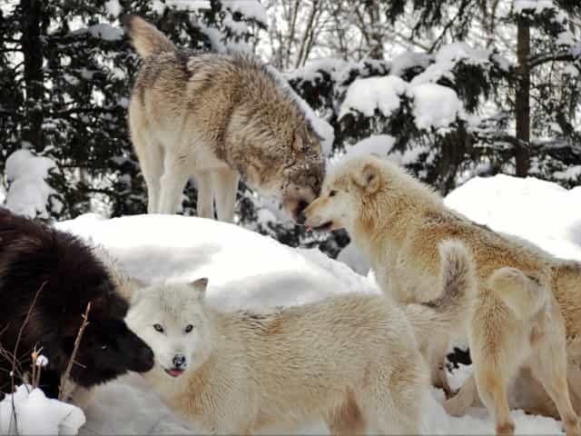 エゾシカの歴史とこれからのコト ～増え続けるエゾシカ、実は絶滅危惧種だった！？～