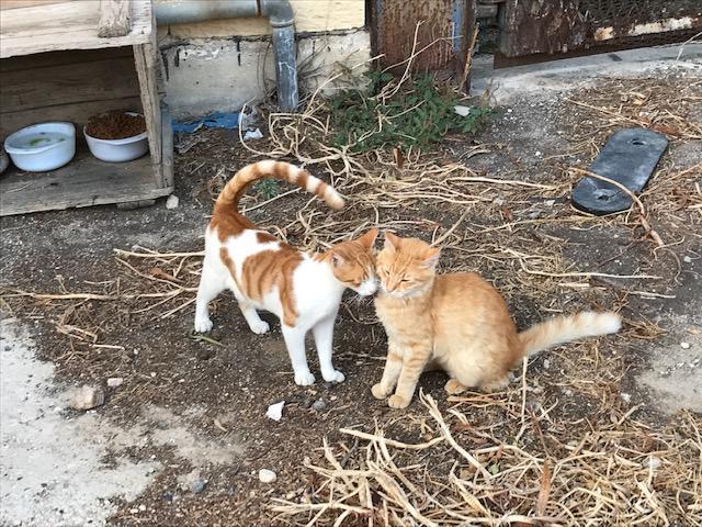 マルタ島で猫に出会うコツ、おしえます！