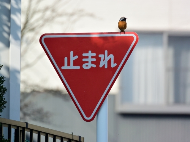 美しい姿ながらケンカっ早い！冬の渡り鳥の「ジョウビタキ」はこんな鳥