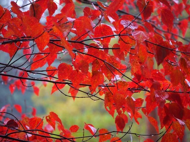 絵画の中にまぎれ込む、圧巻の紅葉【神戸市立森林植物園】