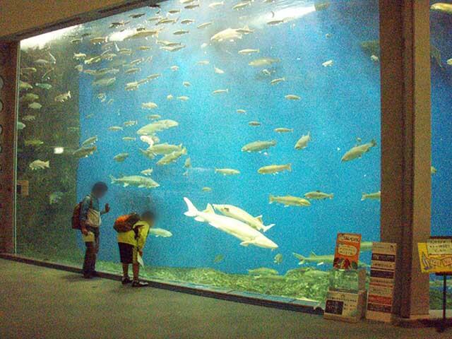 空港から鉄道１本、地域密着型本格水族館「さけのふるさと千歳水族館」