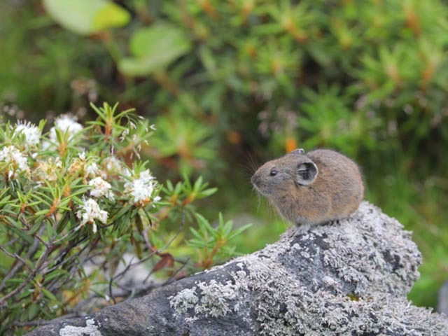 【希少動物】ナキウサギの愛くるしい姿と鳴き声に目が離せない！