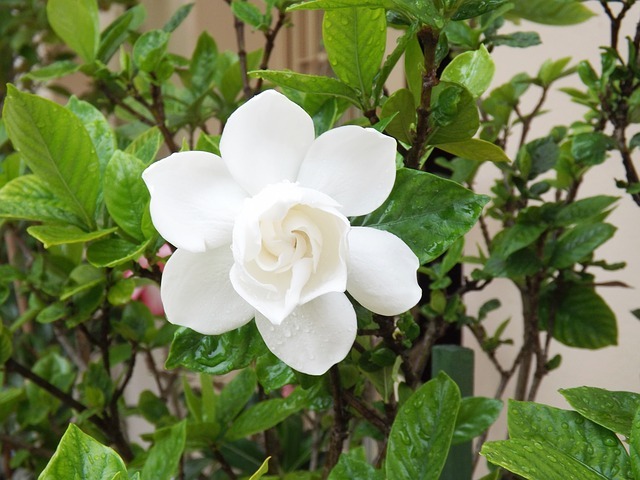 「クチナシ」の花言葉は?不思議なその名前の由来も解説
