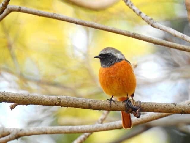 美しい姿ながらケンカっ早い！冬の渡り鳥の「ジョウビタキ」はこんな鳥