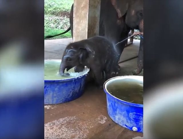 ゾウの赤ちゃんが水風呂に浸かってはしゃぐ姿が微笑ましい♪入水後、大量の水があふれる…