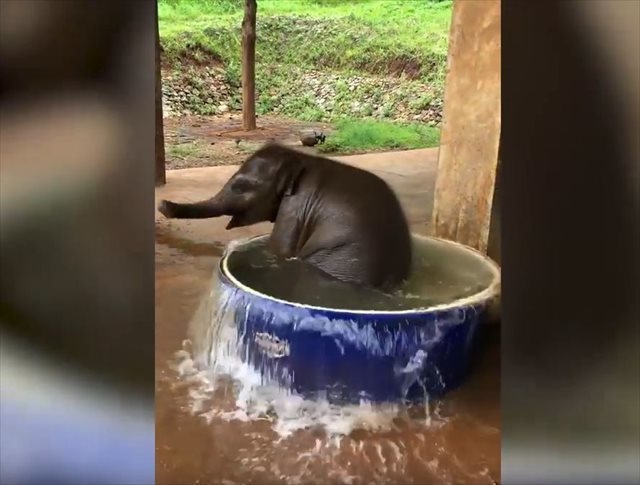 ゾウの赤ちゃんが水風呂に浸かってはしゃぐ姿が微笑ましい♪入水後、大量の水があふれる…