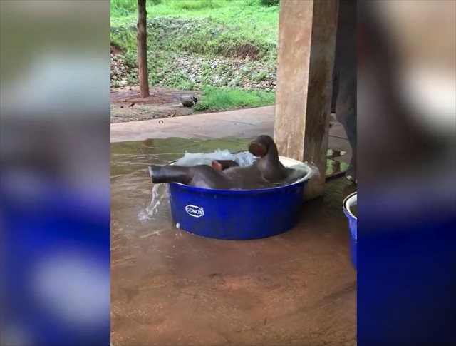 ゾウの赤ちゃんが水風呂に浸かってはしゃぐ姿が微笑ましい♪入水後、大量の水があふれる…