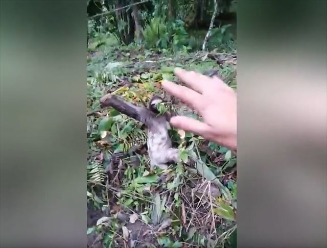 道路を横断するナマケモノ…危ないので皆で見守っていたら最後に手を振ってくれた！