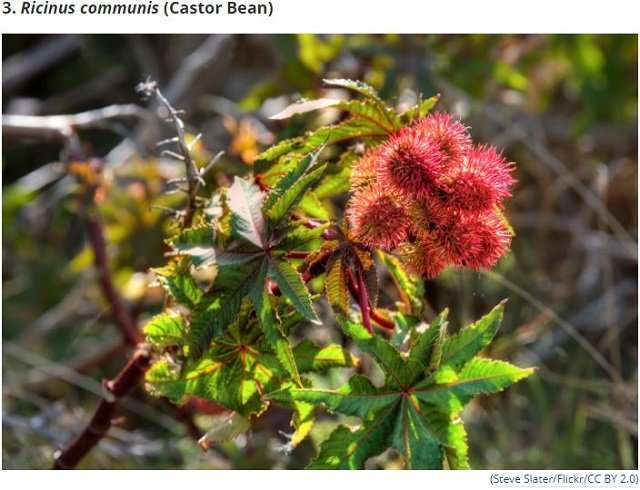 世界最凶の植物9選！ 痙攣、昏睡、幻覚、激痛…“死の木”から巨大有害雑草まで！