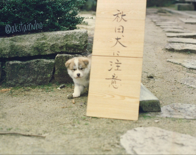 かわいすぎて危険！？「秋田犬に注意」と書かれた看板の横には可愛すぎる子犬がひょっこり